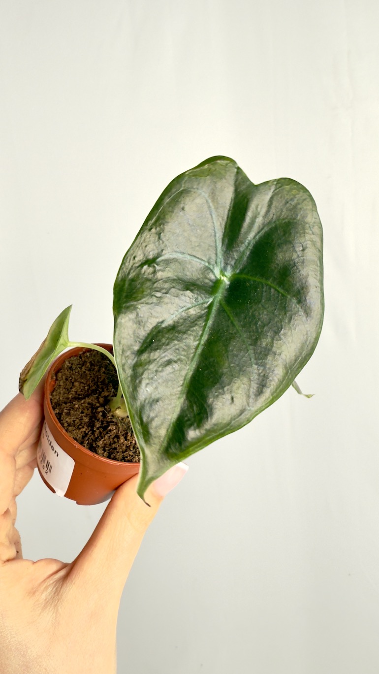 Alocasia Golden Bone