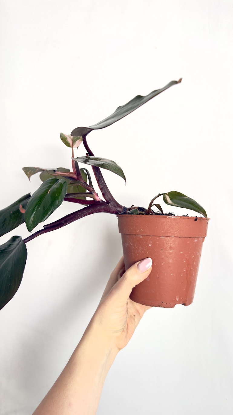 Philodendron Pink Princess II kategorii