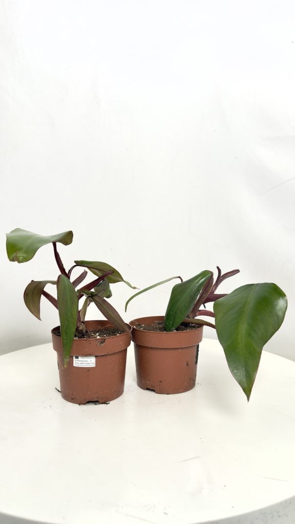 Philodendron Strawberry II kategoria – zestaw dwóch roślin z bordowymi pędami w doniczkach produkcyjnych.