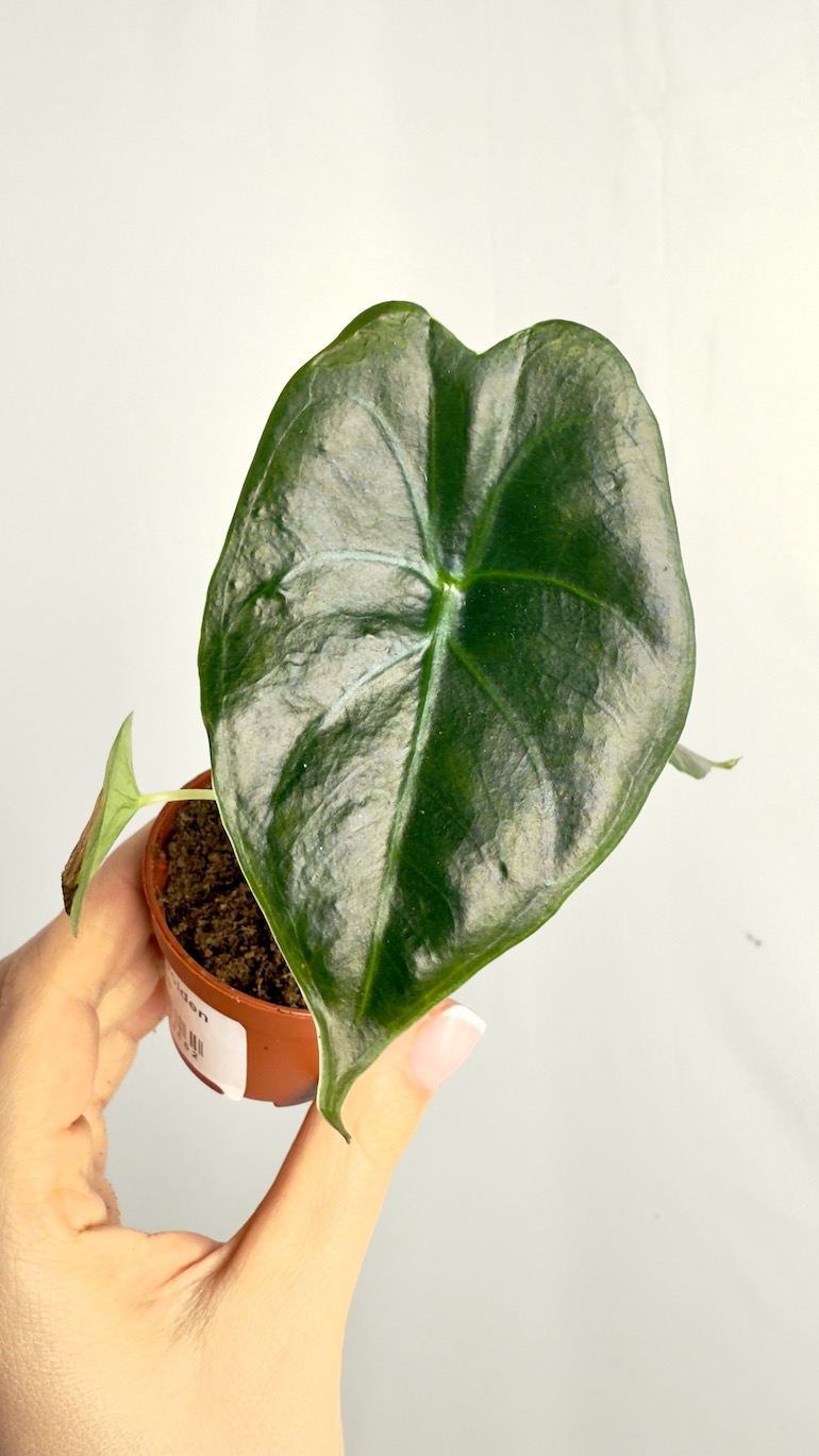 Alocasia Golden Bone