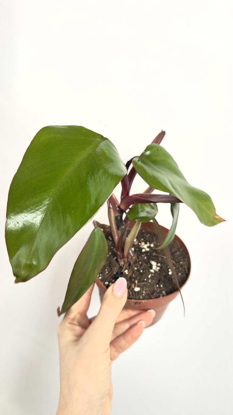 Philodendron Strawberry zestaw II kategorii
