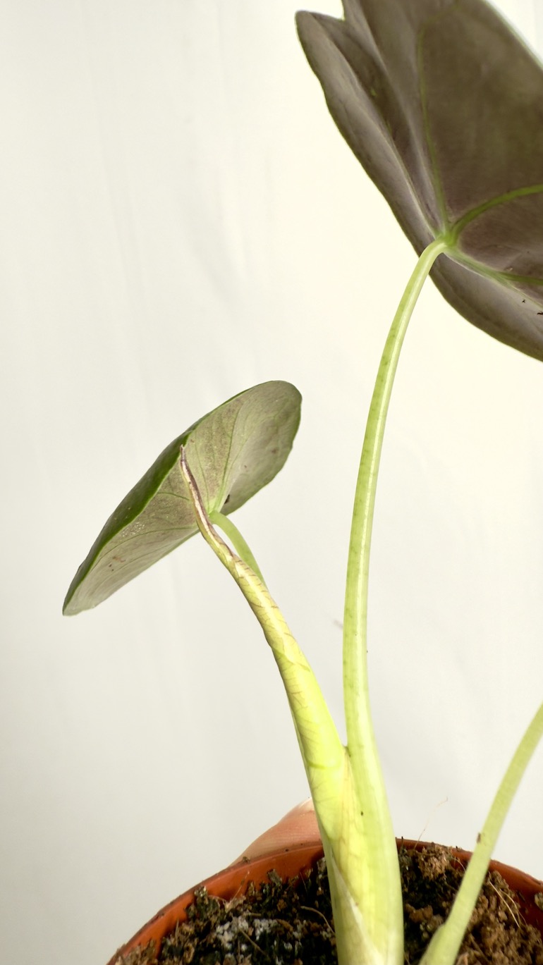 Alocasia Golden Bone