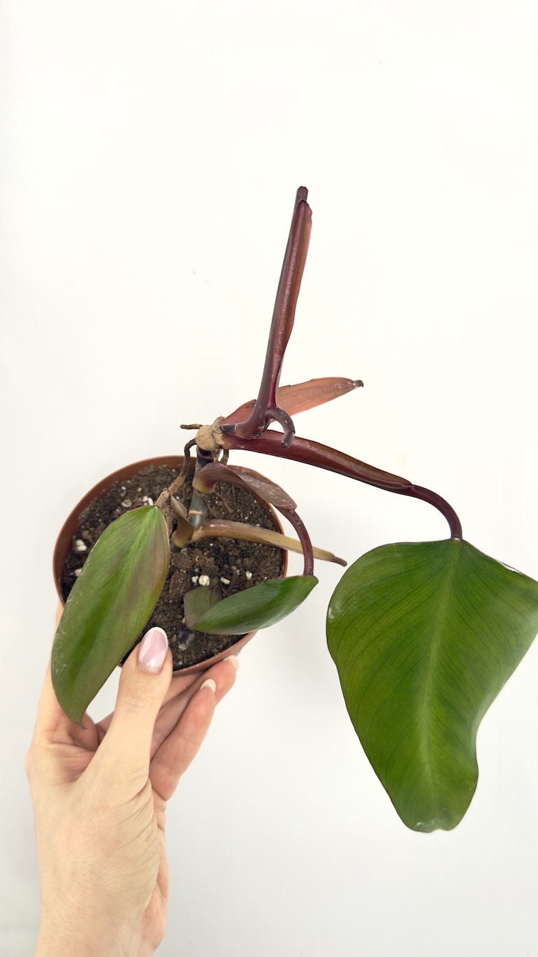 Philodendron Strawberry zestaw II kategorii
