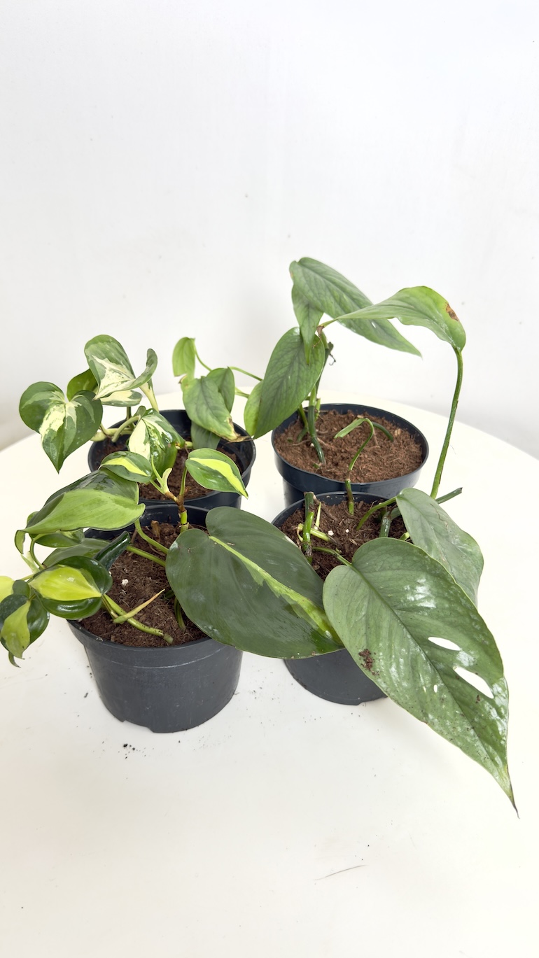 Zestaw pnączy II kategorii