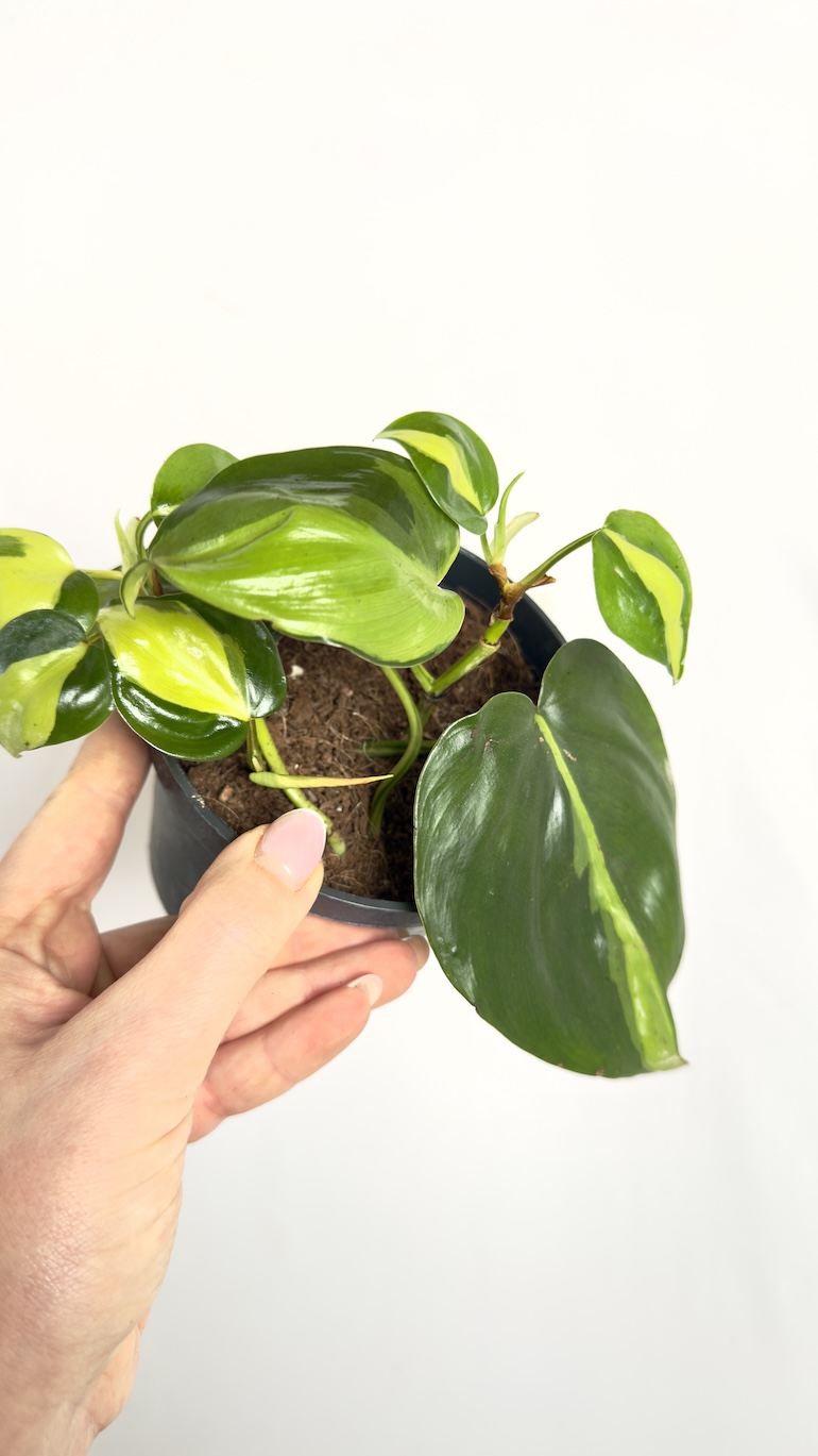 Zestaw pnączy II kategorii