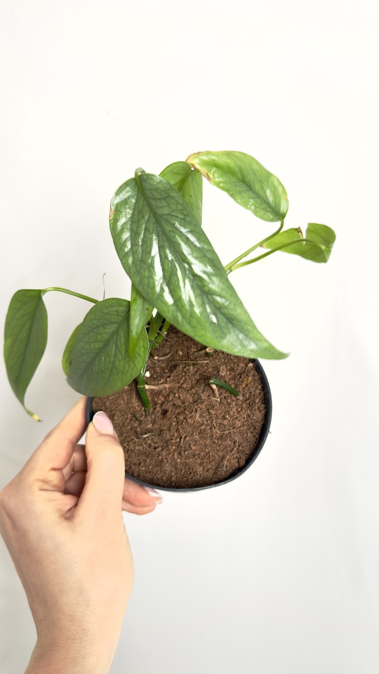 Zestaw pnączy II kategorii