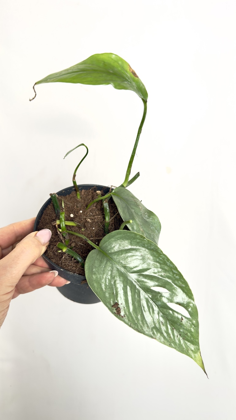 Zestaw pnączy II kategorii