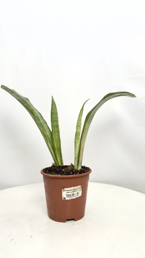 Sansevieria Aubrytiana Marlowe II kategoria w doniczce produkcyjnej z wąskimi, wygiętymi liśćmi.