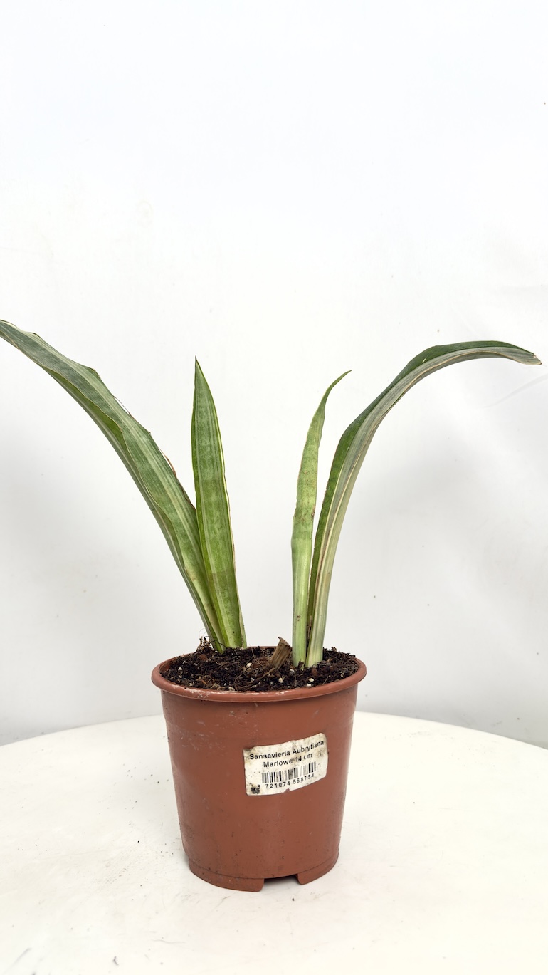 Sansevieria Aubrytiana Marlowe II kategorii