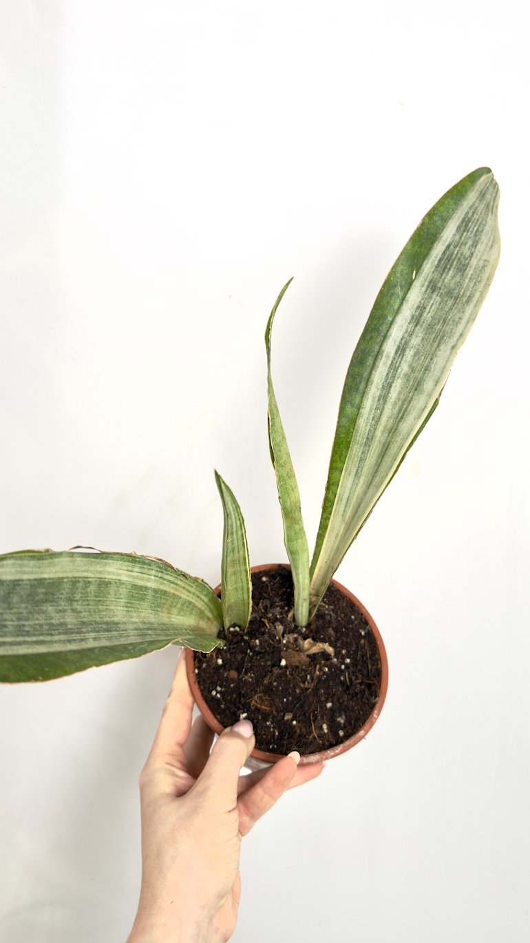 Sansevieria Aubrytiana Marlowe II kategorii