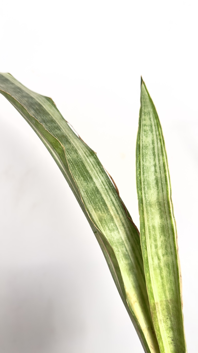 Sansevieria Aubrytiana Marlowe II kategorii