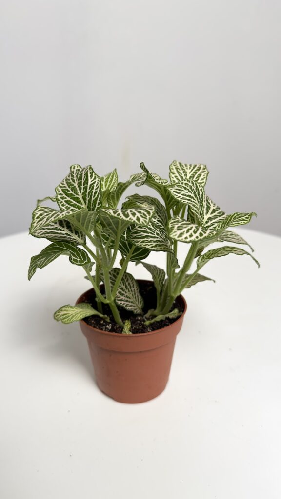Fittonia Anne White