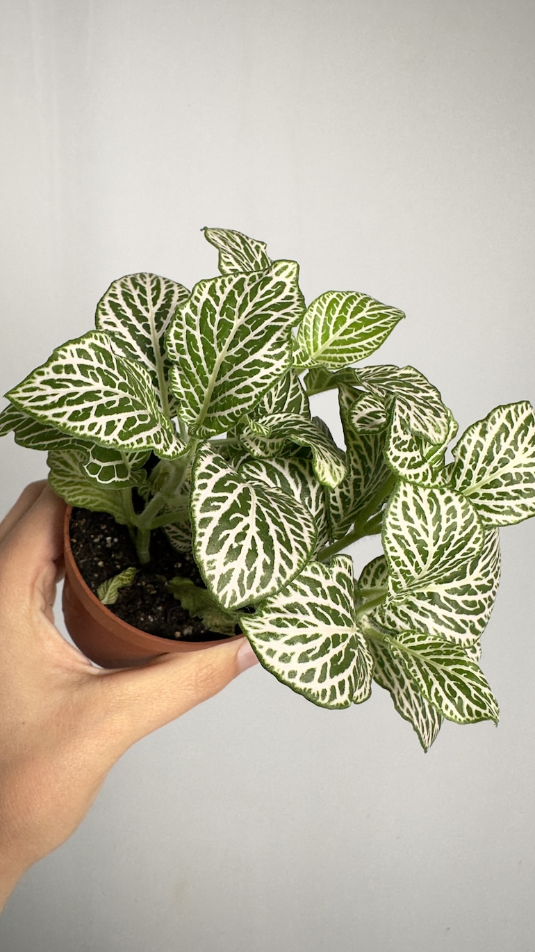 Fittonia Anne White
