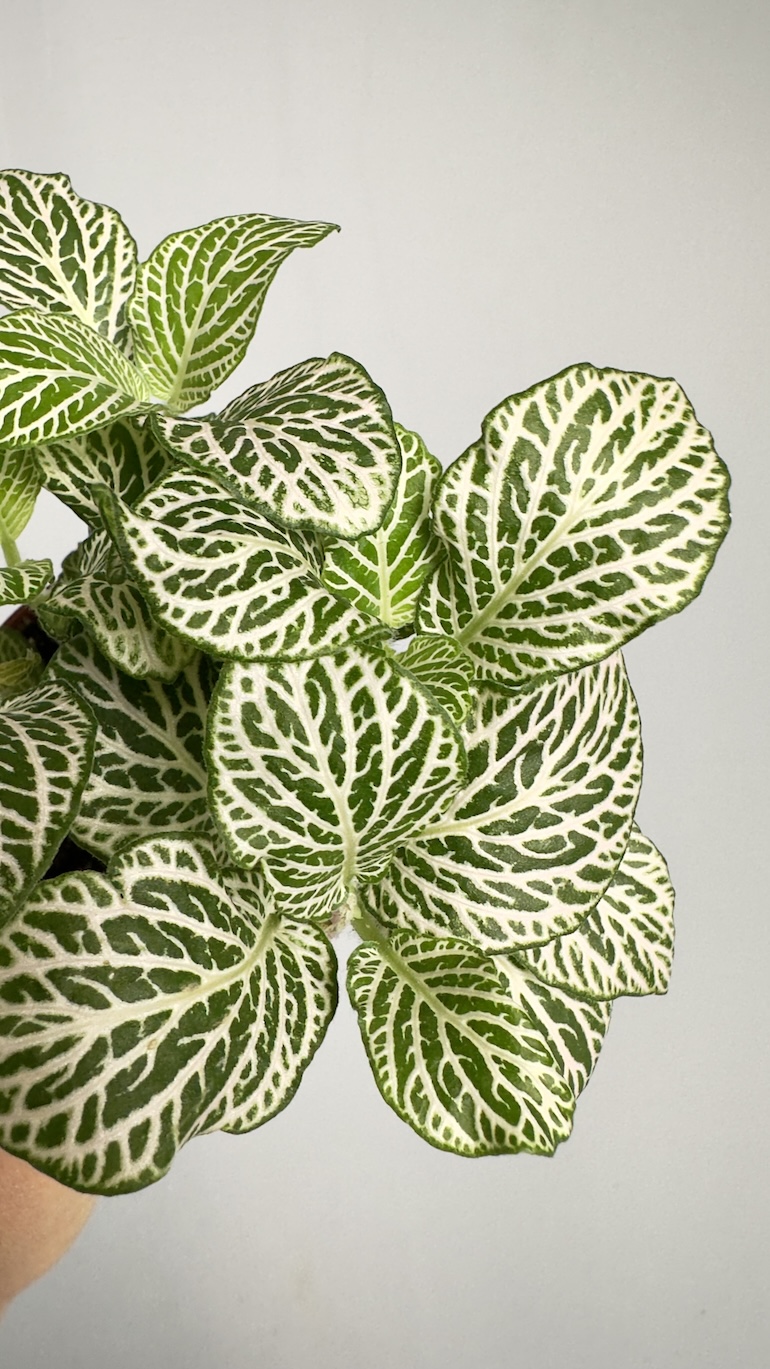 Fittonia Anne White