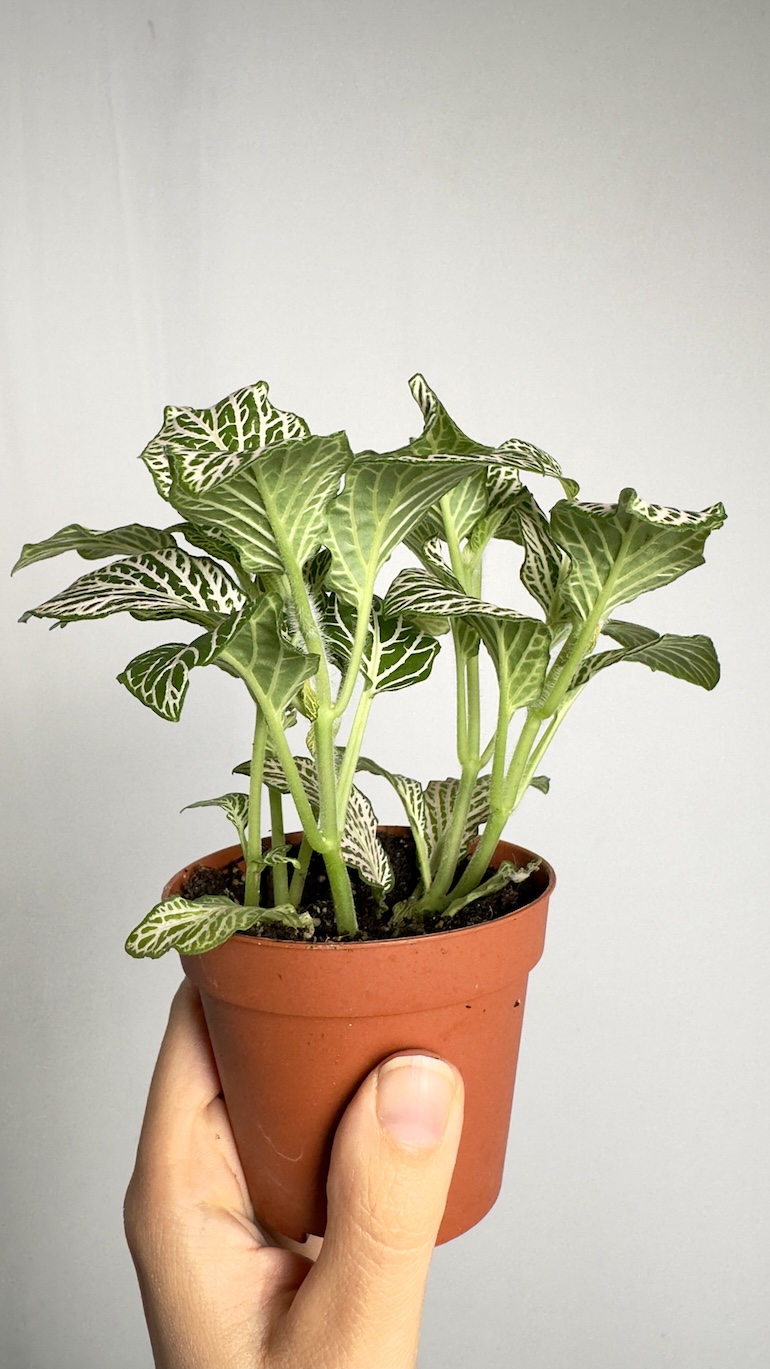 Fittonia Anne White