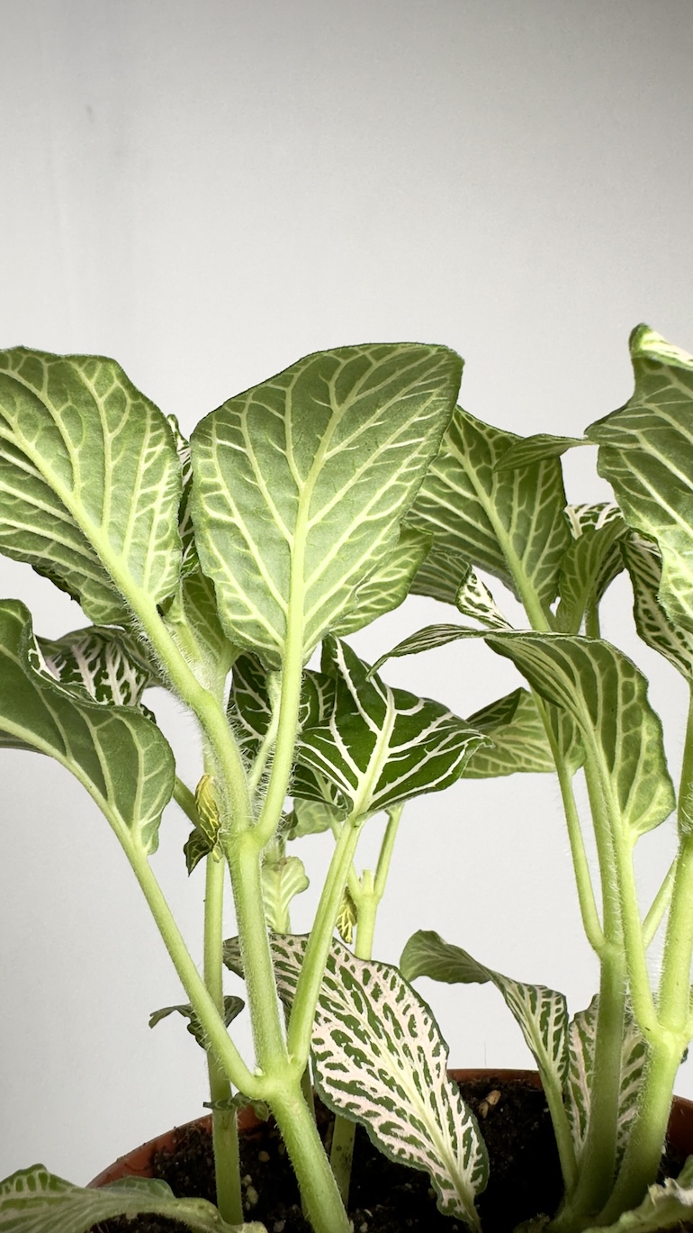 Fittonia Anne White