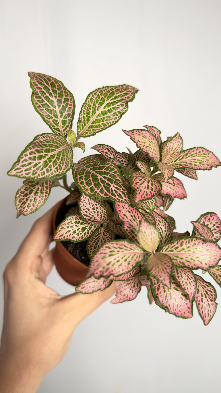 Fittonia Pink Special