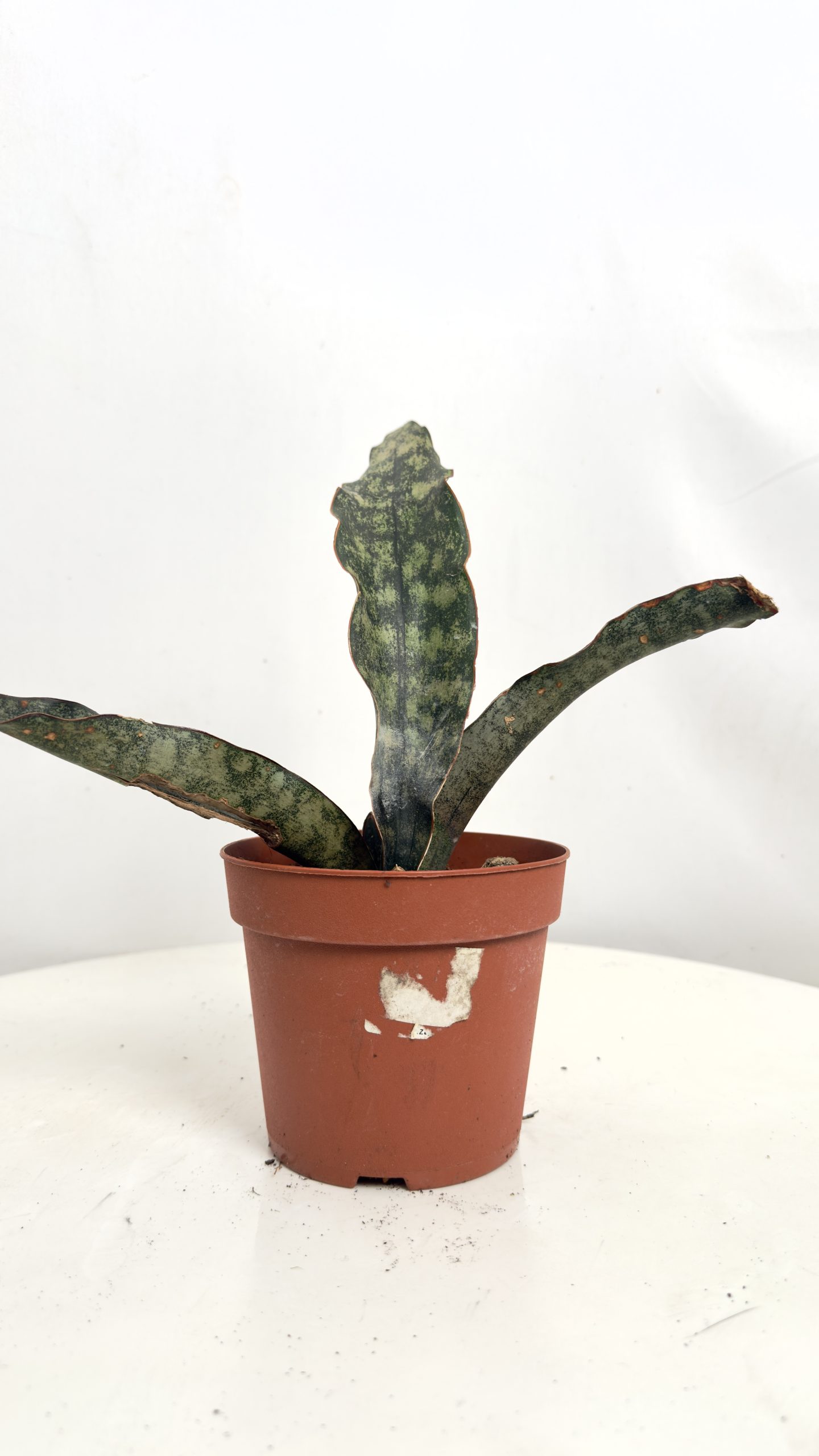 Sansevieria Kirkii Copper Tone II kategorii