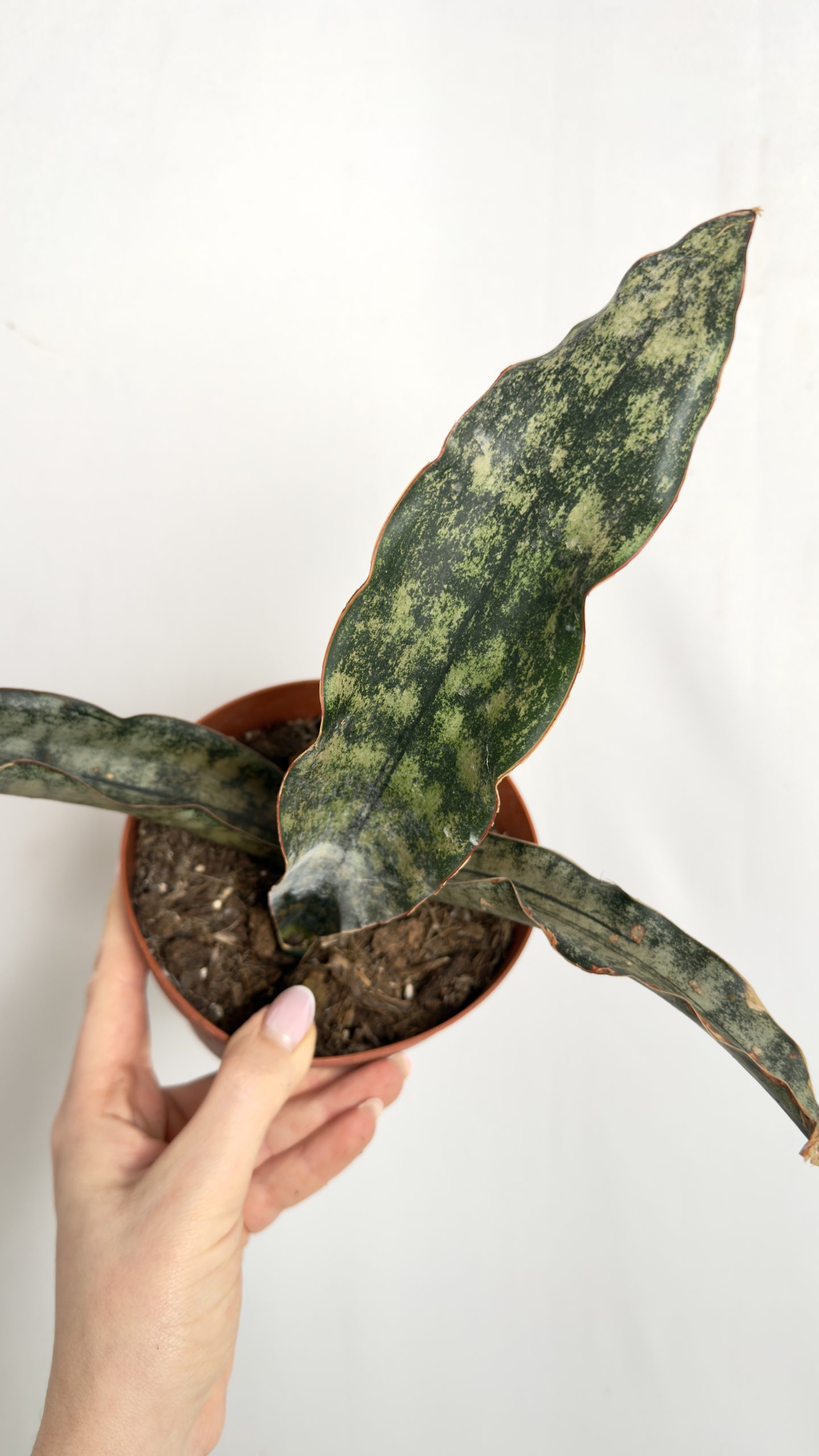 Sansevieria Kirkii Copper Tone II kategorii