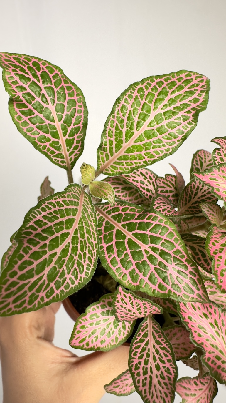 Fittonia Pink Special