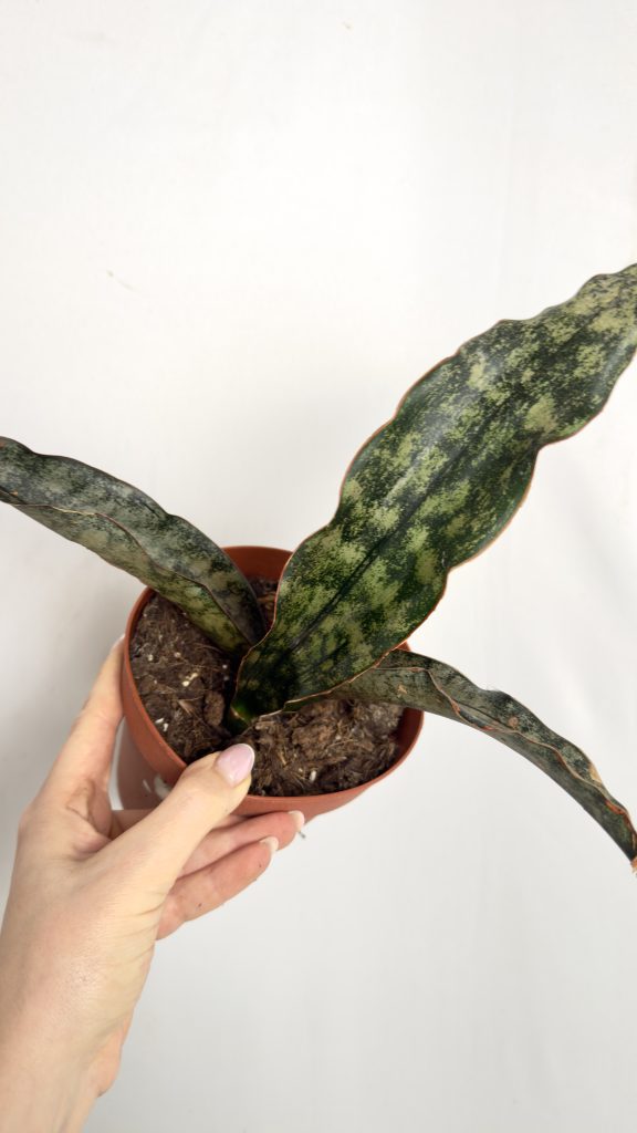 Sansevieria Kirkii Copper Tone II