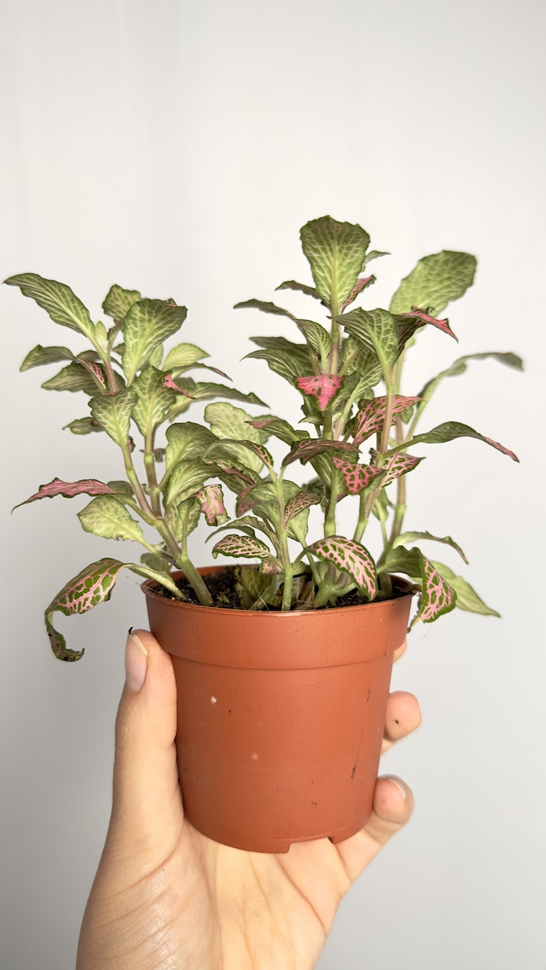 Fittonia Pink Special