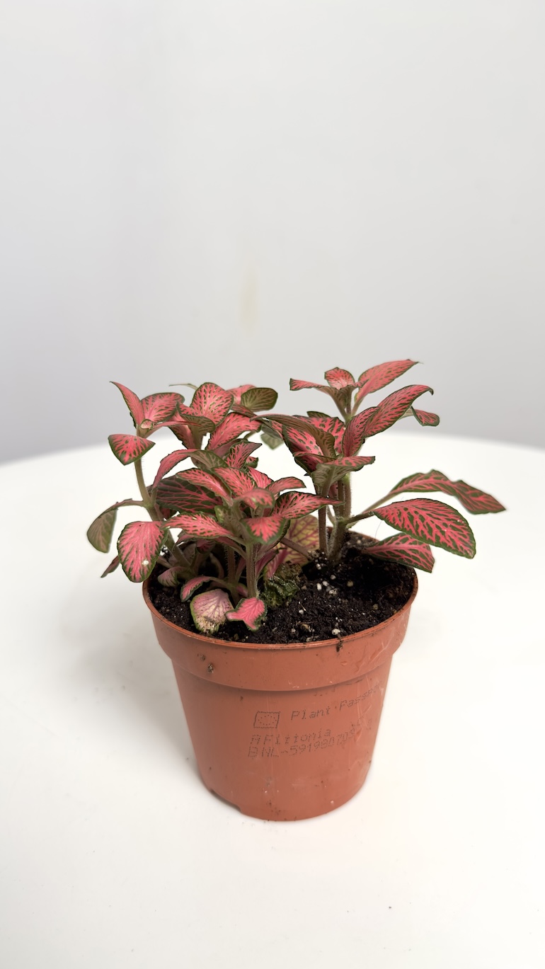 Fittonia Pink Forest