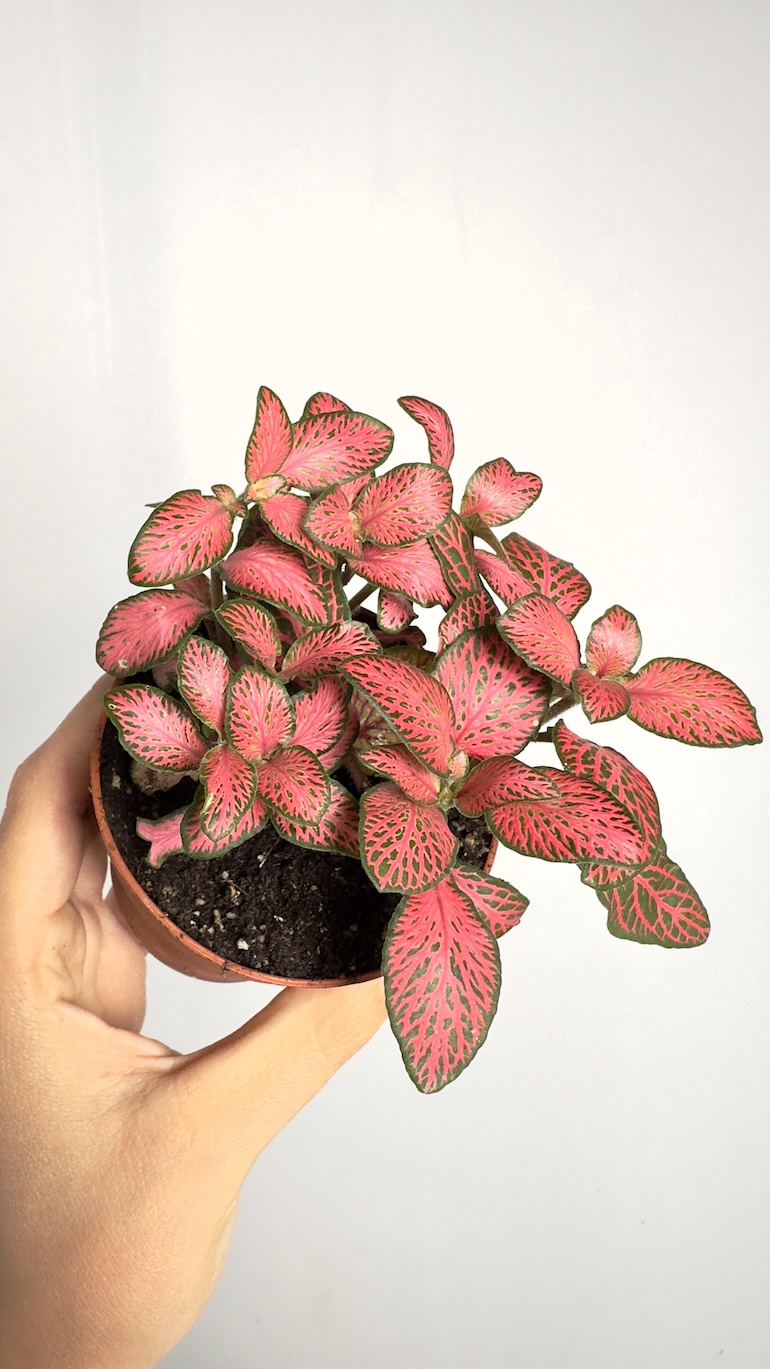 Fittonia Pink Forest