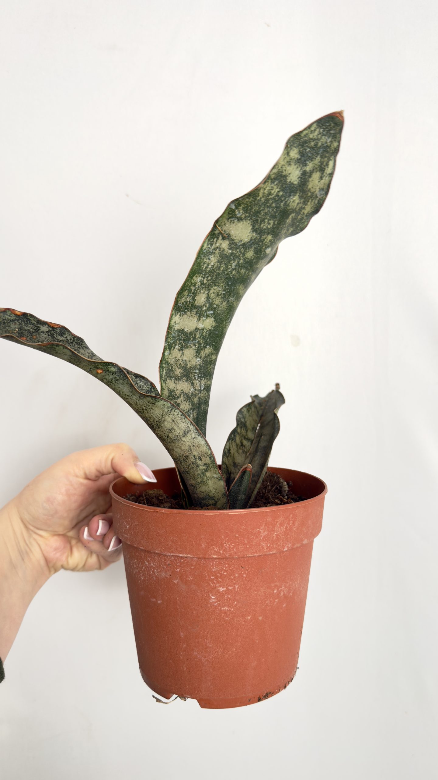 Sansevieria Kirkii Copper Tone II kategorii