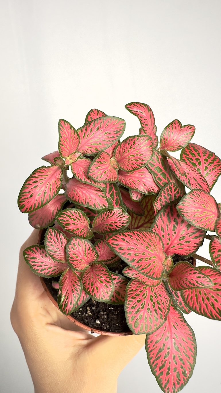 Fittonia Pink Forest