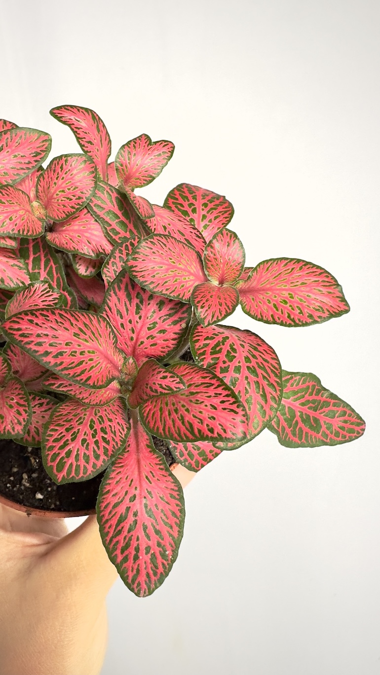 Fittonia Pink Forest