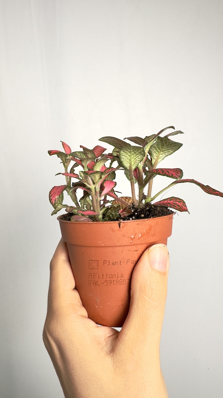 Fittonia Pink Forest