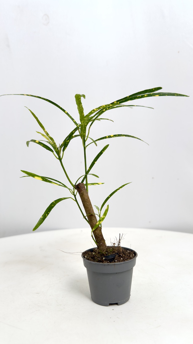Codiaeum Variegatum Pictum