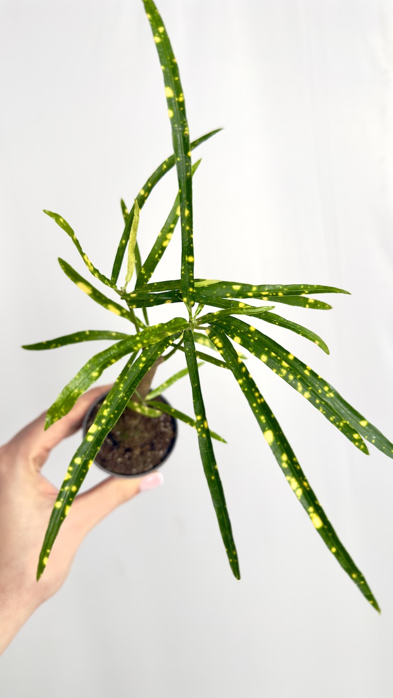 Codiaeum Variegatum Pictum