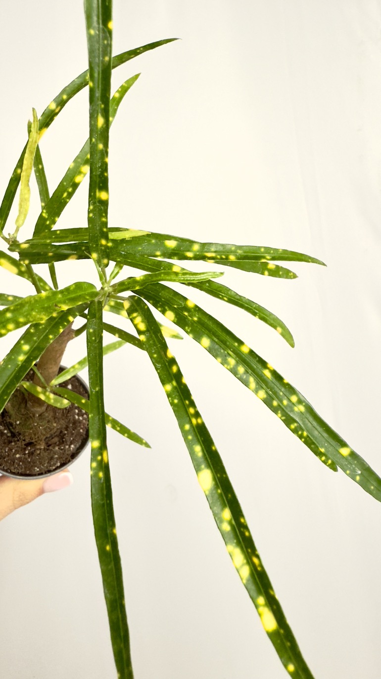 Codiaeum Variegatum Pictum