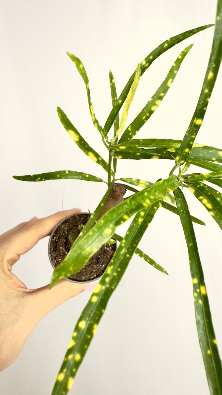 Codiaeum Variegatum Pictum