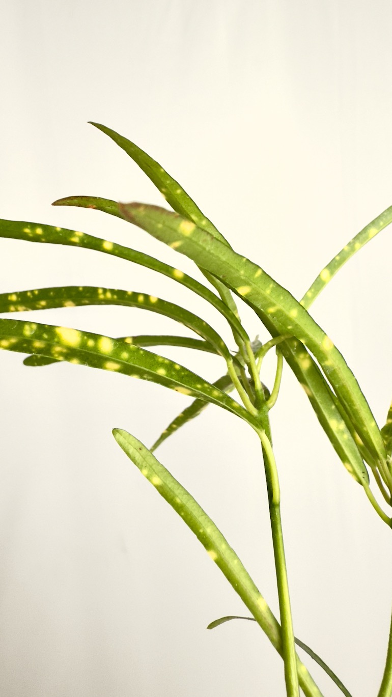 Codiaeum Variegatum Pictum