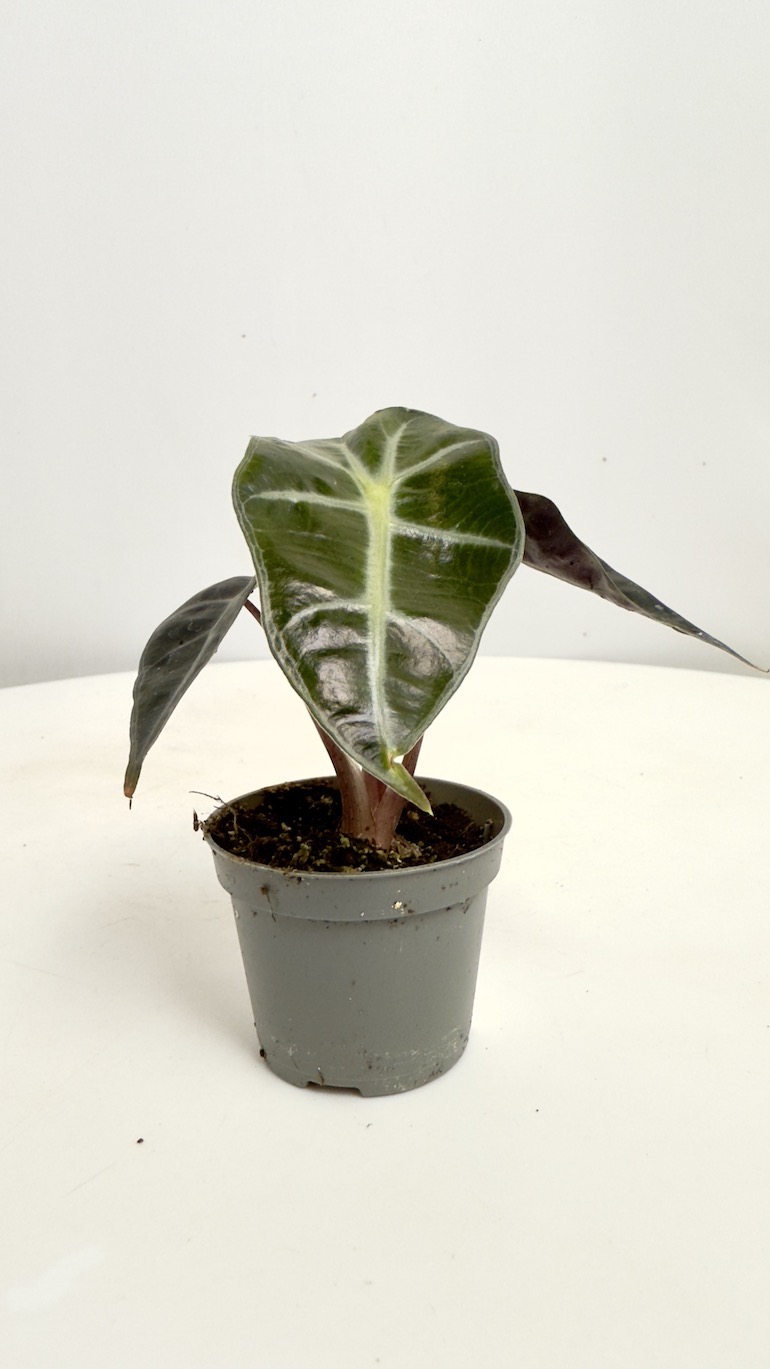 Alocasia Longiloba