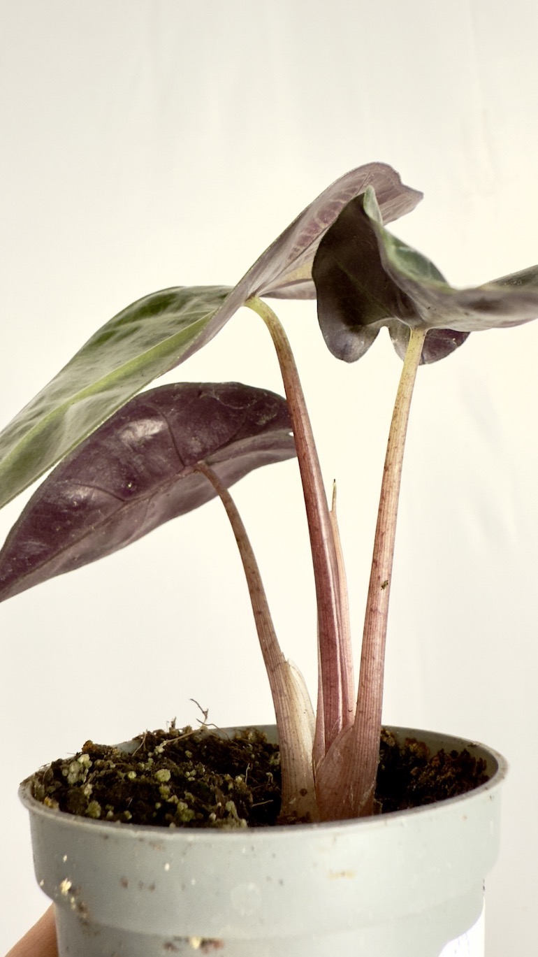 Alocasia Longiloba