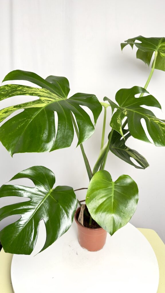 Monstera Aurea
