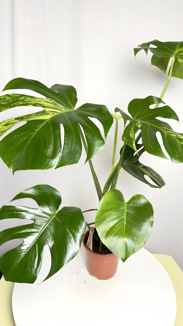 Monstera Aurea