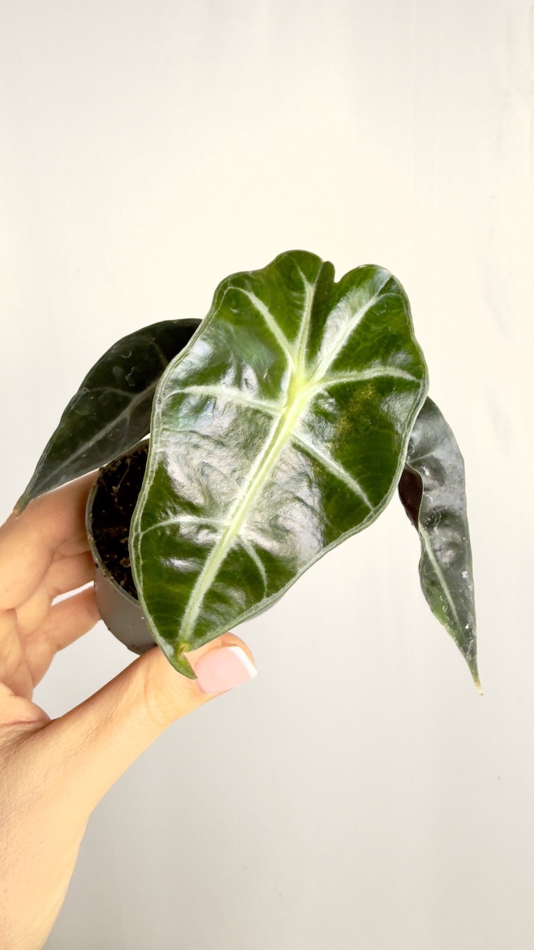 Alocasia Longiloba