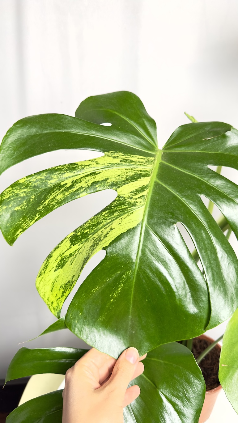 Monstera Aurea