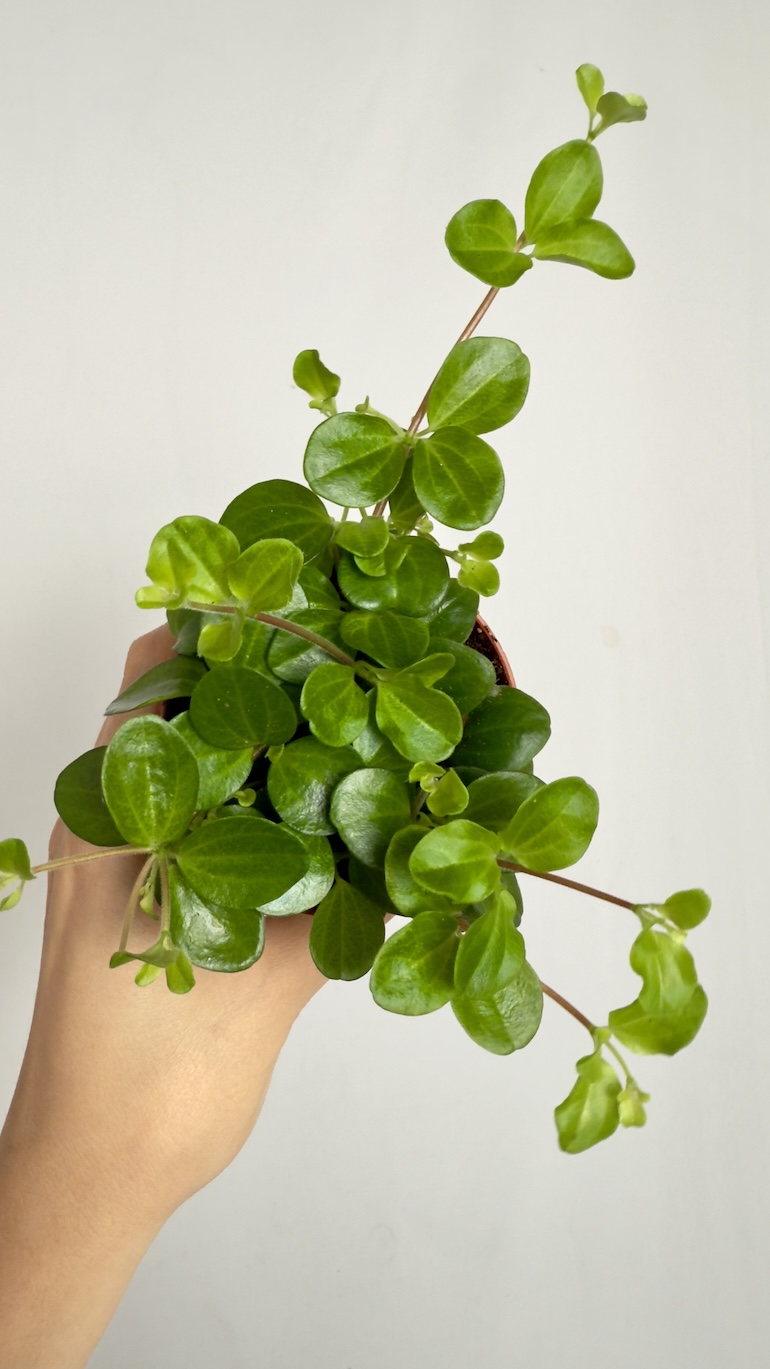 Peperomia rotundifolia