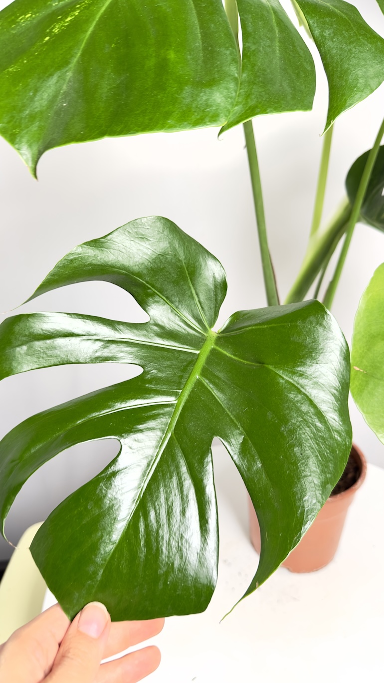 Monstera Aurea