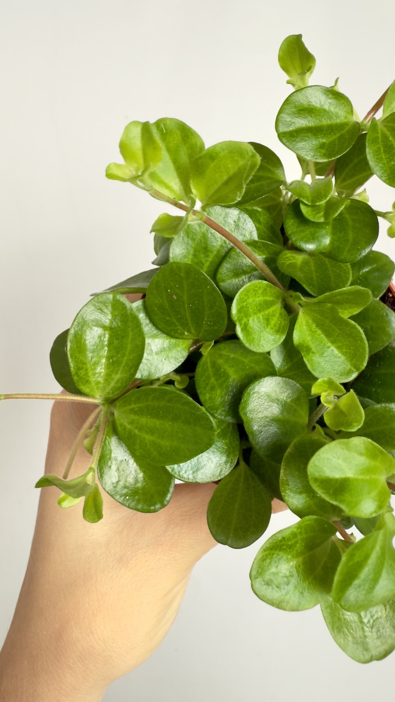 Peperomia rotundifolia