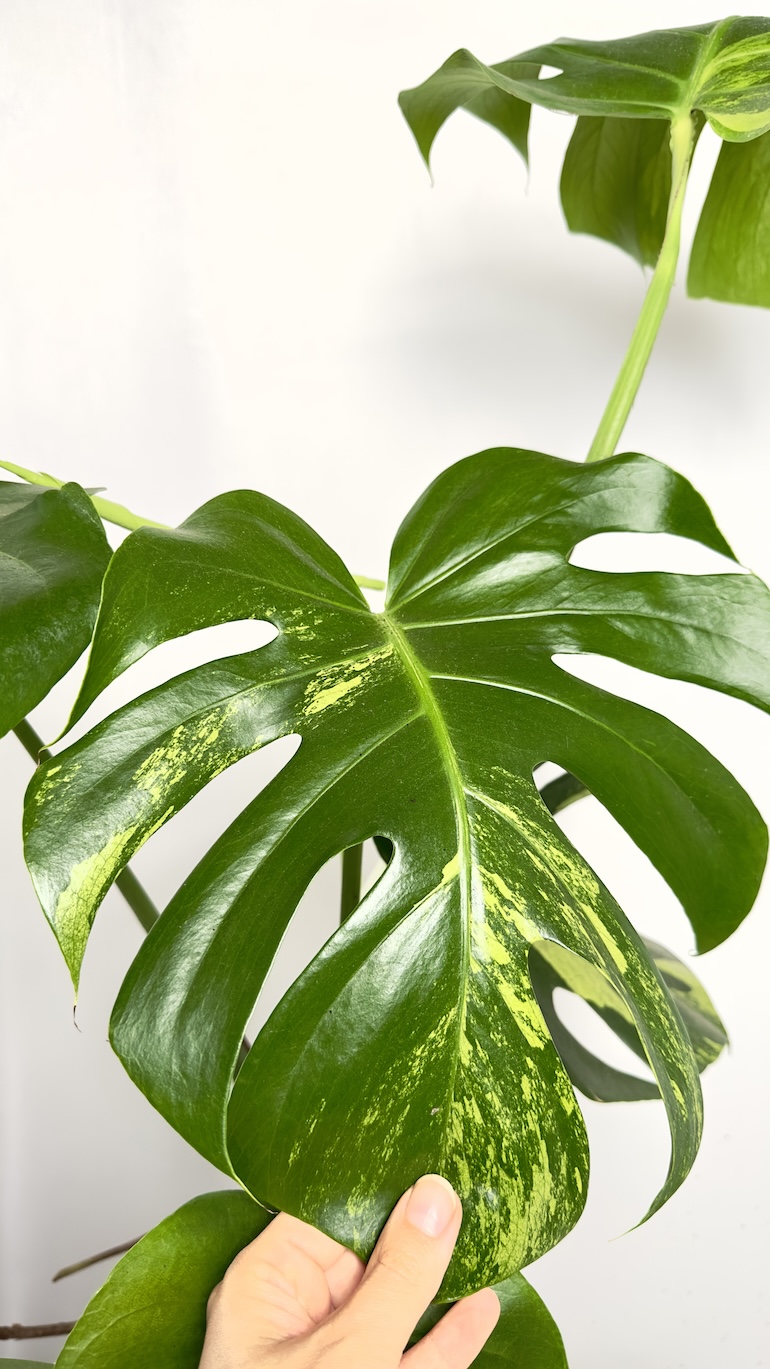 Monstera Aurea