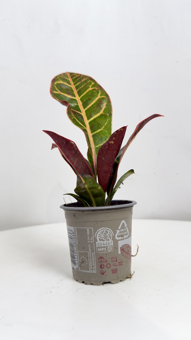 Codiaeum Petra