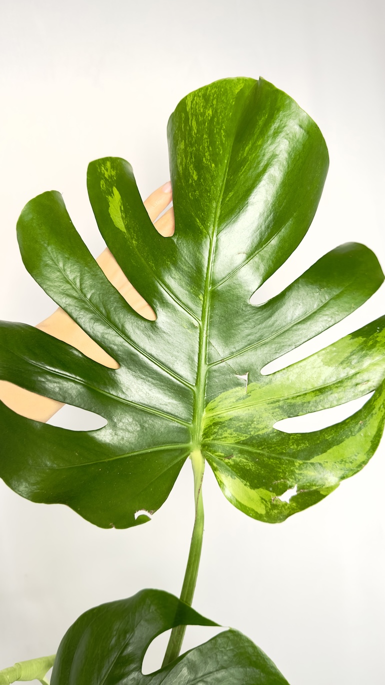 Monstera Aurea