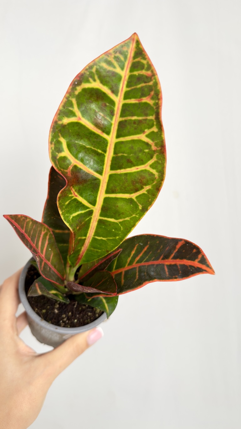 Codiaeum Petra